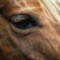 Animaux