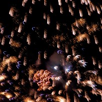 Les feux d'artifice aux fêtes de Genève - Suisse Les feux d'artifice aux fêtes de Genève - Suisse