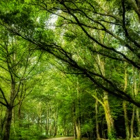 Forêt de Brocéliande null