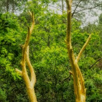 L'arbre d'or, Brocéliande null