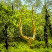 L'arbre d'or, Brocéliande null