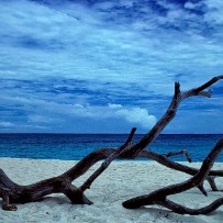 Les Seychelles - Île aux oiseaux - Océan Indien Les Seychelles - Île aux oiseaux - Océan Indien