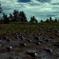 Les Seychelles - Île aux oiseaux - Océan Indien Les Seychelles - Île aux oiseaux - Océan Indien
