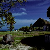 Les Seychelles - Île aux oiseaux - Océan Indien Les Seychelles - Île aux oiseaux - Océan Indien