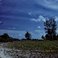 Les Seychelles - Île aux oiseaux - Océan Indien Les Seychelles - Île aux oiseaux - Océan Indien