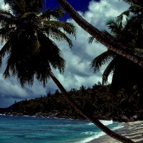 Les Seychelles - Île aux oiseaux - Océan Indien Les Seychelles - Île aux oiseaux - Océan Indien