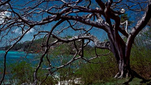 Océan Indien Les Seychelles, l'île Maurice, argentique uniquement