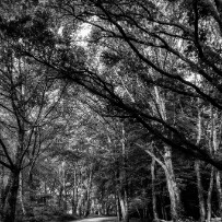 Forêt de Brocéliande null