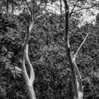 L'arbre d'or, Brocéliande null