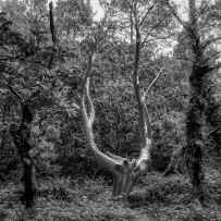 L'arbre d'or, Brocéliande null
