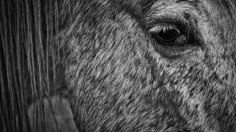 Animaux Le communisme, c'est une des seules maladies graves qu'on a pas expérimentées d'abord sur les animaux. Coluche