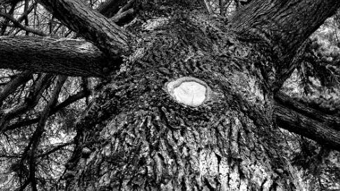 Arbor est sens à Évian L'arbre, dépouillé mais toujours majestueux, rappelant parfois les artères et vaisseaux sanguins du corps humain.